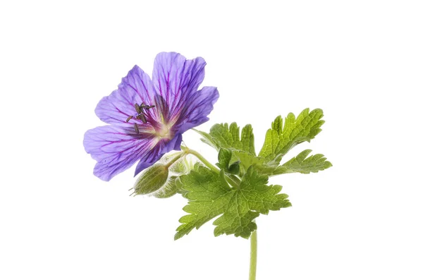 Blauwe Geranium Bloem Knop Bladeren Geïsoleerd Tegen Wit — Stockfoto