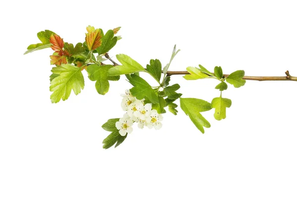 Färska Nya Hagtorn Blad Och Blommor Isolerad Mot Vitt — Stockfoto