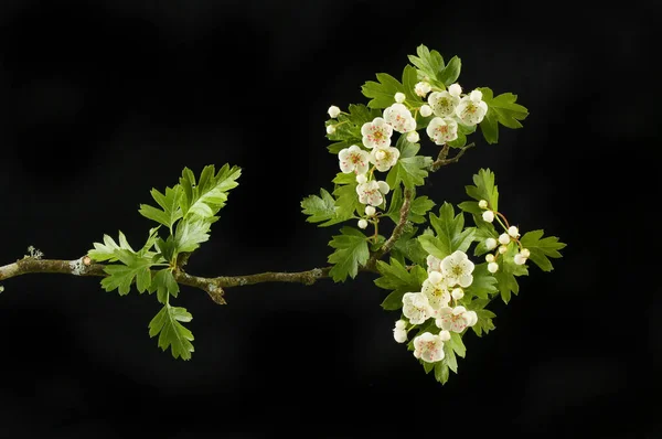 黒に対して隔離されたホーソンの花や葉 — ストック写真