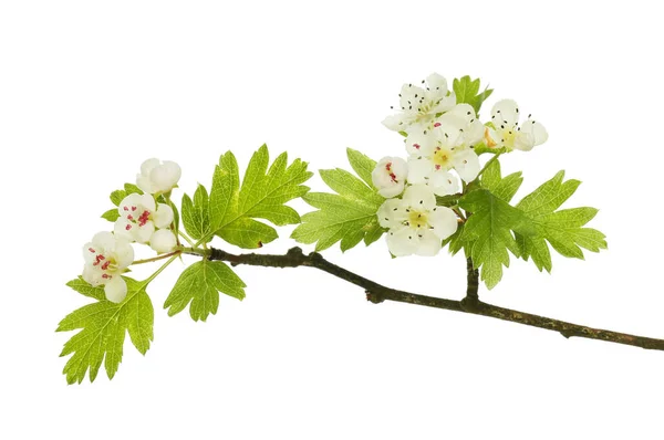 Fleurs Feuillage Aubépine Isolés Contre Blanc — Photo