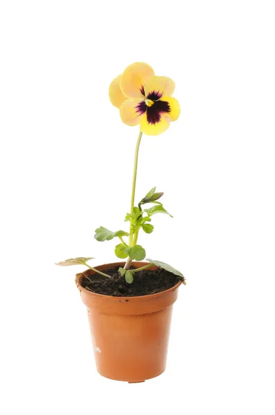 Flowering Pansy Plant Pot Isolated White — Stock Photo, Image