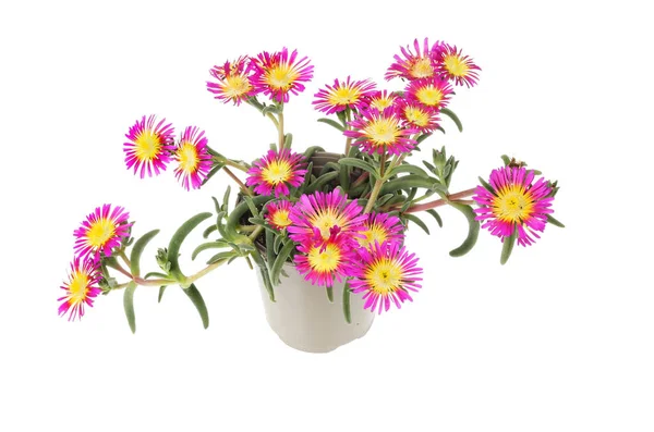 Fleurs Violettes Jaunes Sur Une Plante Delosperma Dans Pot Isolé — Photo