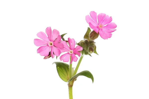 Rode Campion Silene Dioica Bloemen Geïsoleerd Tegen Wit — Stockfoto