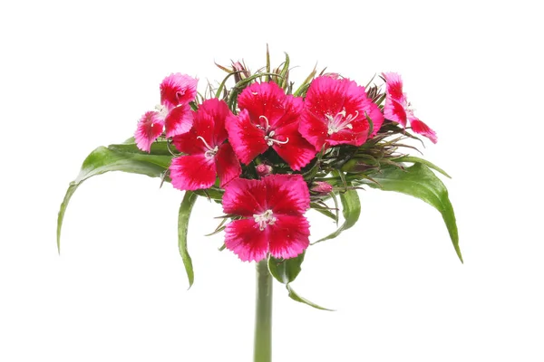 Süßer Wilam Dianthus Barbatus Blüten Und Laub Isoliert Gegen Weiß — Stockfoto