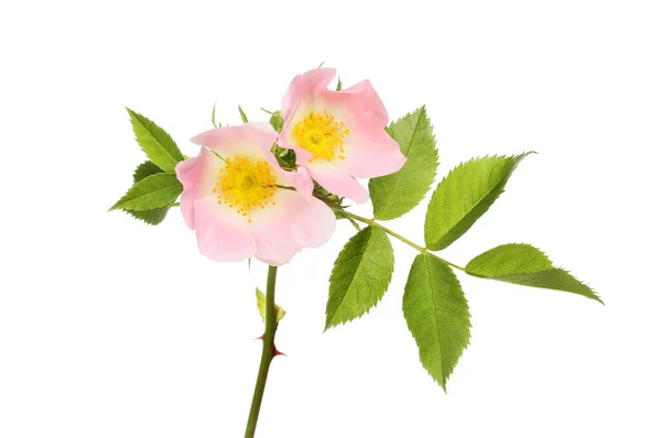 两只乳白色粉红的狗玫瑰 卡特里娜 花朵和树叶与白色隔离 — 图库照片