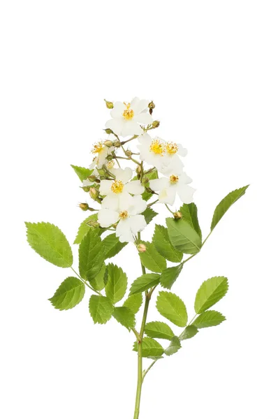 フィールドは白に対して隔離されたバラ ローザArvensis 花や葉 — ストック写真