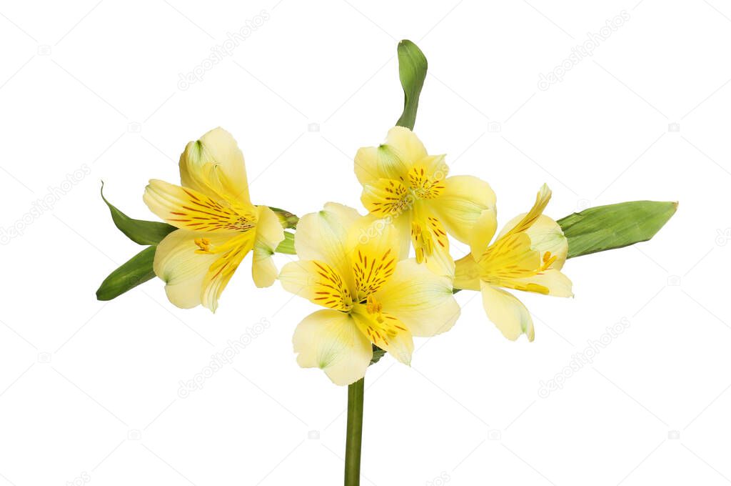 Yellow alstroemeria flowers and foliage isolated against white