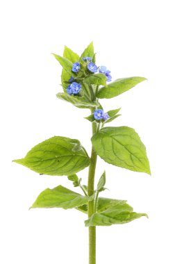 Yeşil alkanet, Pentaglottis sempervirens, çiçekler ve yapraklar beyaza karşı izole