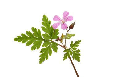Herb Robert, Geranium Robertianum, çiçek ve yapraklar beyaza karşı izole edilmiş.