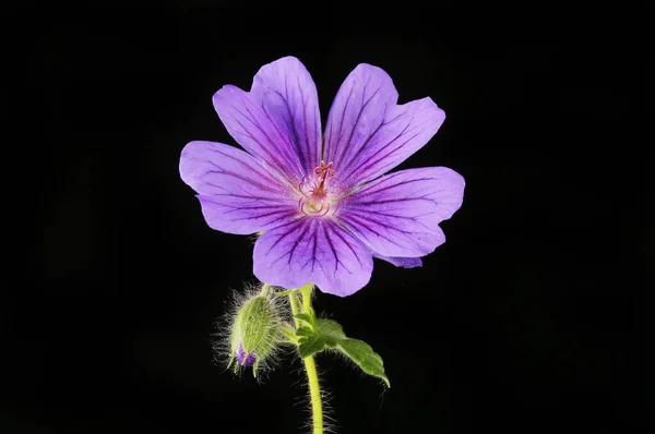 Flor Gerânio Azul Folha Broto Isolado Contra Preto — Fotografia de Stock