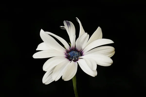 Flor Osteospermum Blanca Aislada Contra Negro — Foto de Stock