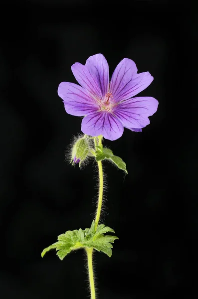 Niebieski Kwiat Geranium Pąk Liście Odizolowane Czerni — Zdjęcie stockowe