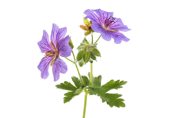 Twee Blauwe Geranium Bloemen Knoppen Bladeren Geïsoleerd Tegen Wit — Stockfoto