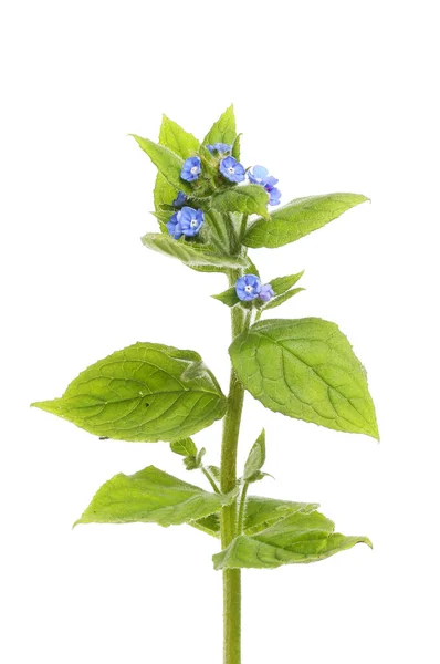 Green Alkanet Pentaglottis Sempervirens Flowers Foliage Isolated White — Stock Photo, Image