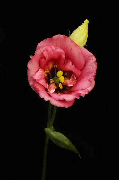 Lisianthus Květina Pupen Izolované Proti Černé — Stock fotografie