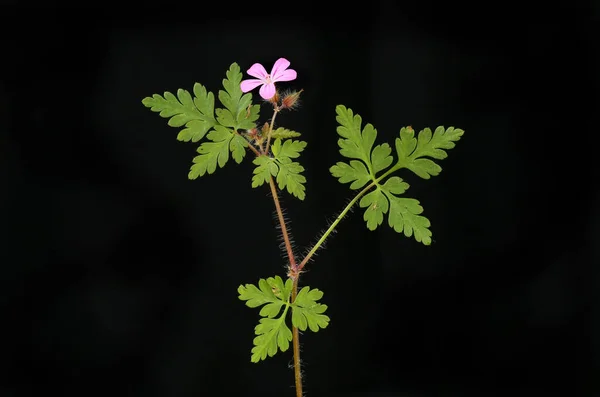 Erva Robert Flor Folhagem Isolada Contra Preto — Fotografia de Stock