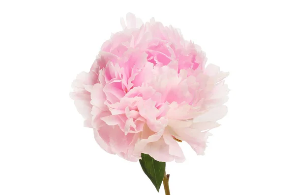 Single Peony Flower Isolated White — Stock Photo, Image