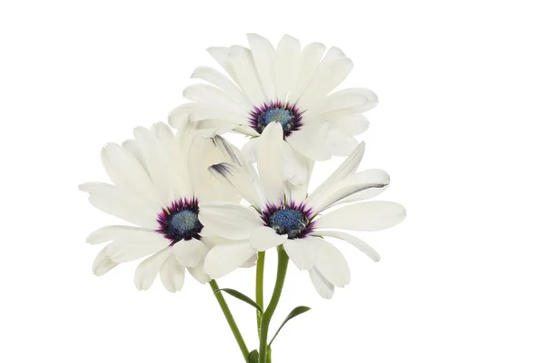 Три Цветка Osteospermum Изолированы Белого — стоковое фото