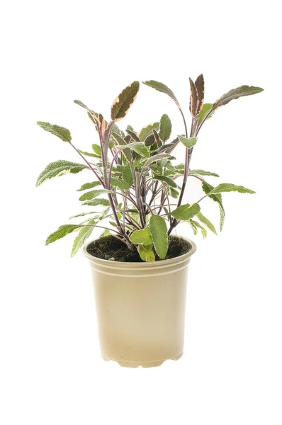 Salvia Tricolore Pentola Isolata Contro Bianco — Foto Stock