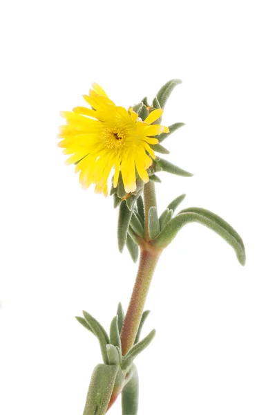 Gul Delosperma Blomma Isolerad Mot Vitt — Stockfoto
