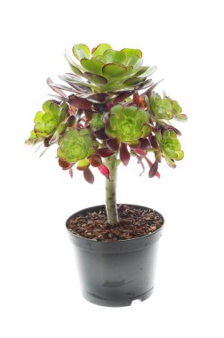 Ağaç evi, Aeonium, beyaza karşı izole edilmiş bir çömlekte bitki.
