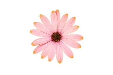 Pastel pembe osteospermum çiçeği beyaza karşı izole.