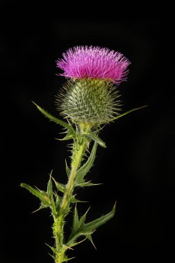 Mızrak devedikeni, Cirsium vulgare, çiçek ve yapraklar siyahlara karşı izole.
