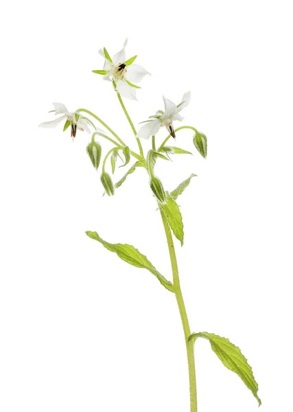 Białe Kwiaty Liście Odizolowane Białego — Zdjęcie stockowe