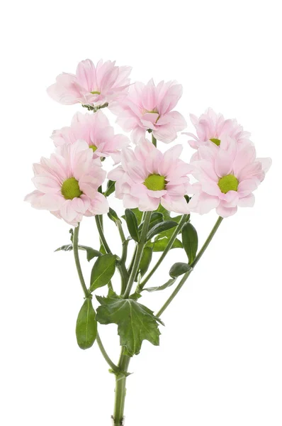 Pastel pink chrysanthemum flowers and foliage isolated against whiteblooming,pink,pastel pink,