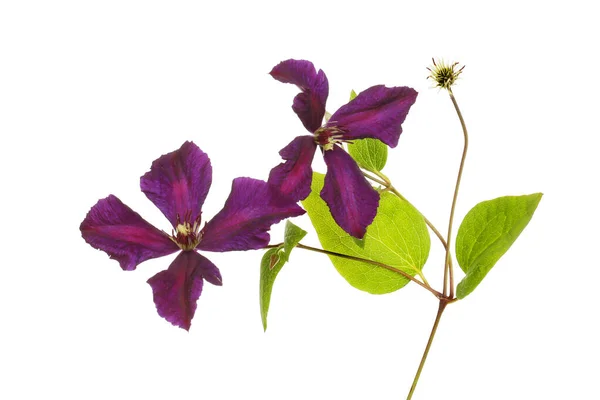 Clematis Púrpura Profundo Flores Follaje Aislado Contra Blanco —  Fotos de Stock
