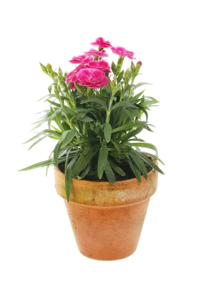 Blühende Dianthus Pflanze Einem Gegen Weiß Isolierten Terrakottatopf — Stockfoto