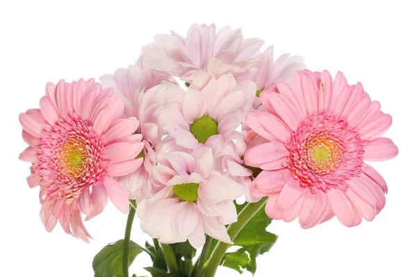 Pink Chrysanthemum Gerbera Daisy Flowers Isolated White — Stock Photo, Image