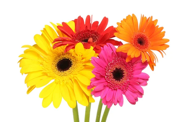 Group Colorful Gerbera Flowers Isolated White — Stock Photo, Image