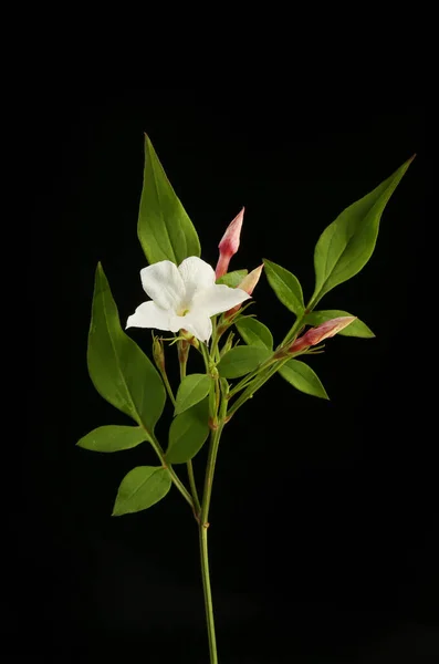 Jasmijnbloem Knoppen Bladeren Geïsoleerd Tegen Zwart — Stockfoto