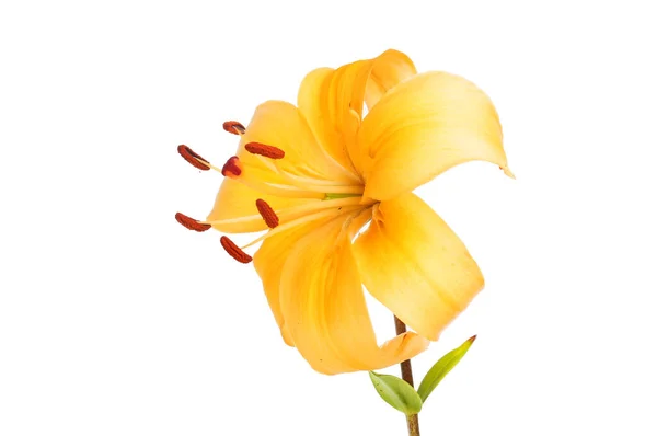 Крупный План Оранжевого Цветка Лилии Изолированного Белого — стоковое фото