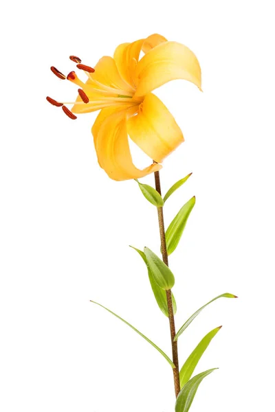 Оранжевый Цветок Лилии Листва Изолированы Белого — стоковое фото