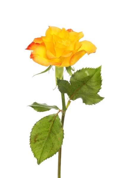 Kwiat Róży Pomarańczowej Liści Odizolowanych Białego — Zdjęcie stockowe