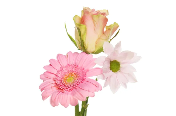 Three Pink Flowers Rose Gerbera Chrysanthemum Isolated White — Stock Photo, Image