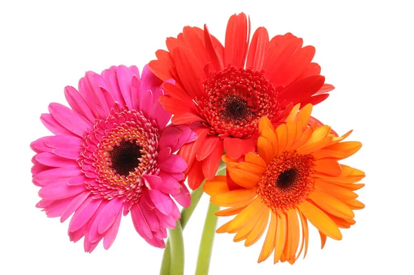 Three Gerbera Daisy Flowers Isolated White — Stock Photo, Image