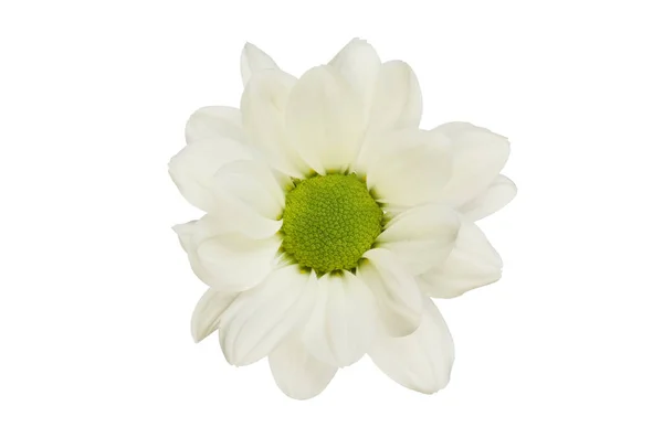 Enkele Witte Chrysant Bloem Geïsoleerd Tegen Wit — Stockfoto