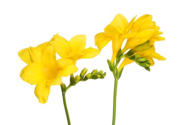 Sarı frezya çiçekleri beyaza karşı izole