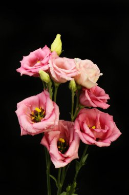 Siyaha karşı lisianthus çiçeklerinin düzenlenmesi