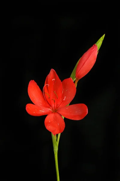 River Lily Hesperantha Coccinea Flower Isolated Black — Stock Photo, Image