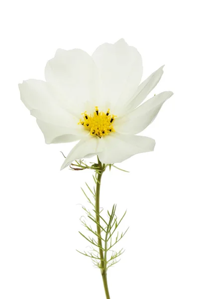 Cosmos Blanco Flor Follaje Aislado Contra Blanco — Foto de Stock