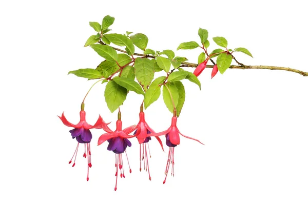 Fuschia Flowers Foliage Isolated White — Stock Photo, Image