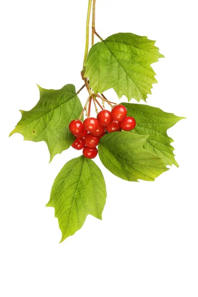 Guelder Rose Viburnum Opulus Folhagem Frutos Isolados Contra Branco — Fotografia de Stock