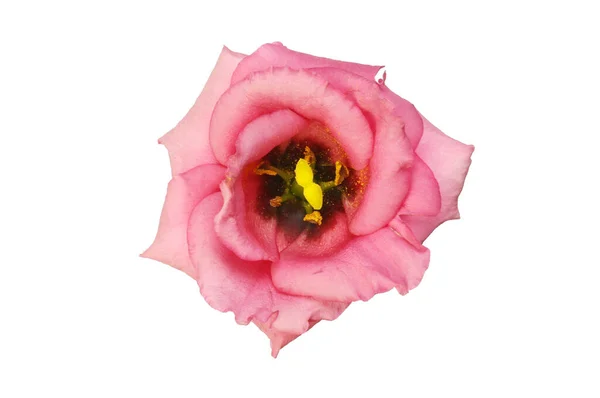 Tek Lisianthus Çiçeği Beyaza Karşı Izole — Stok fotoğraf