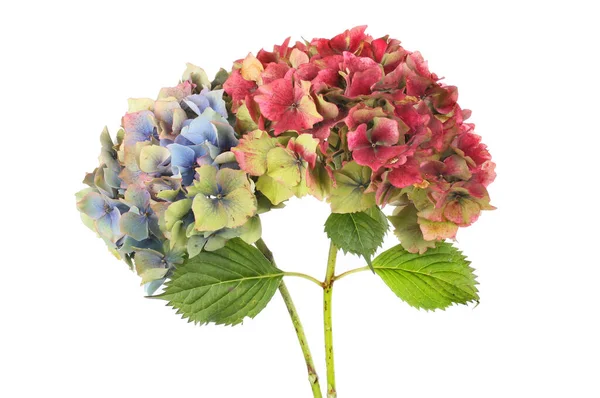 Blauw Rood Vervagende Hortensia Bloemen Gebladerte Geïsoleerd Tegen Wit — Stockfoto