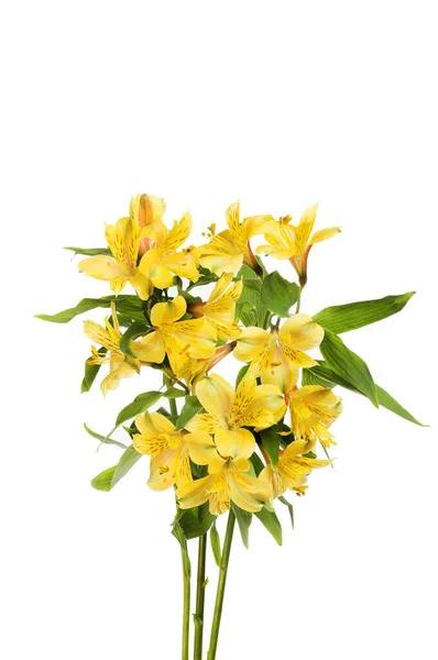 白に対して分離された黄色の花 — ストック写真