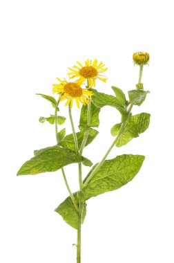 Fleabane, Pulicaria Dysenterica, çiçekler ve yapraklar beyaza karşı izole